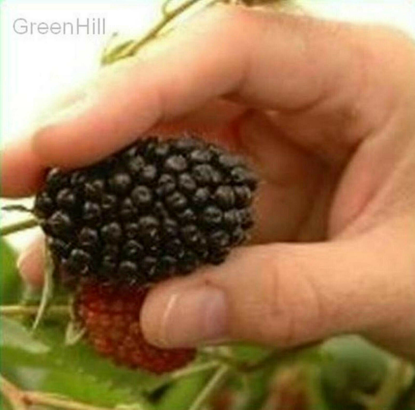 Triple Crown Blackberry - 20 Seeds - Giant Thornless Blackberrie